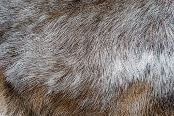 Animal wool for background.