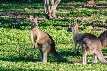 Eastern Grey Kangaroo © Jon Steinbeck