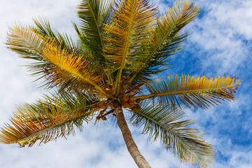 Fototapeta na wymiar Background with palm trees on blue sky