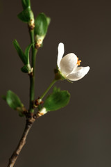 Spring apricot flower close up on a dark background. Spring flowers. Spring background. Vertical frame composition.