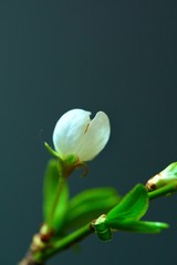 Obraz premium Spring apricot flower close up on a dark background. Spring flowers. Spring background. Vertical frame composition.