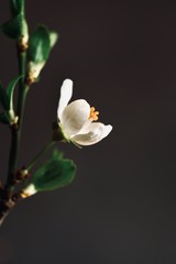 Spring apricot flower close up on a dark background. Spring flowers. Spring background. Vertical frame composition.