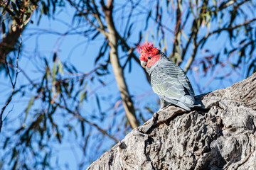 Gang-gang Cockatoo male on a tree branch