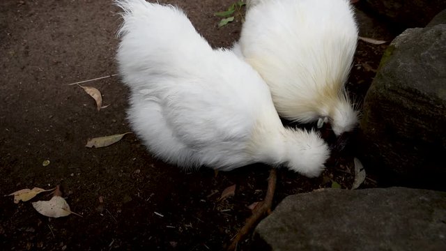 silkie chicken pecking at the gorund for food