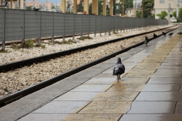 Lonely pigeon wander in train platform station