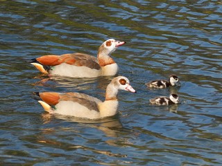 Cute newborn chicks of egyptian geese swimming