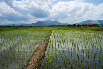 Fototapeta na wymiar Rice field against the mountain scape. 