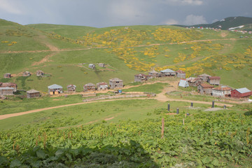 Fototapeta na wymiar Beautiful view of idyllic mountain scenery. Farm in green Caucasus meadows in Ozurgeti city