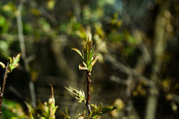 Blüte an einem Zweig