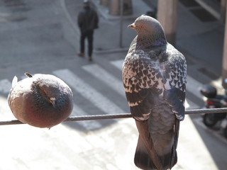 piccioni in città
