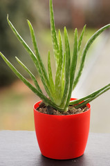Aloe Vera Pflanze im Blumentopf auf der Fensterbank