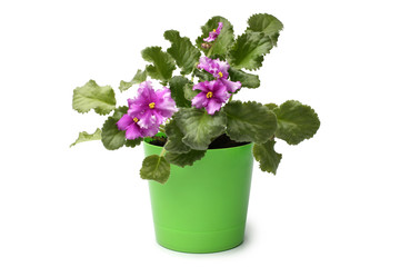 Naklejka na ściany i meble Blossoming violet flower in green pot