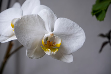 Obraz na płótnie Canvas Orchid Flowers for background design
