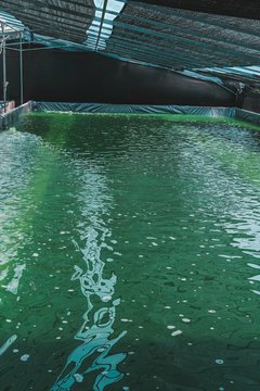 Spirulina farm. Algae farming for dietary supplement production © Space_Cat