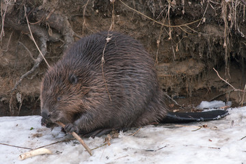 Close-up of Eurasian beaver (Castor fiber) - obrazy, fototapety, plakaty