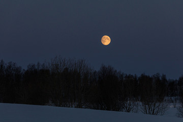 Moonrise with trees in the foregfround