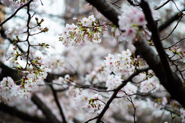 桜の花びら