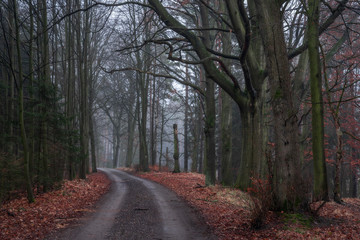 Fototapeta premium A walk in the forest - Spaziergang im Wald