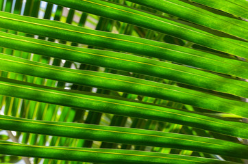texture or background close up of a green tropical leaf