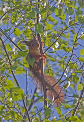 Eurasian red squirrel (Sciurus vulgaris).