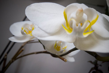 Naklejka na ściany i meble Orchid Flowers for background design