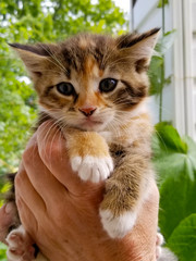 little ginger kitten sits on hands and looks with a pitiful look