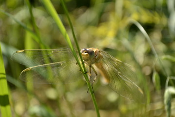 Dragonfly in their natural environment 