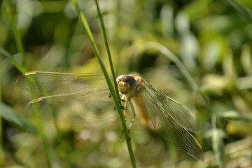 Dragonfly in their natural environment 