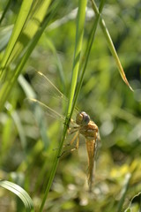 Dragonfly in their natural environment 