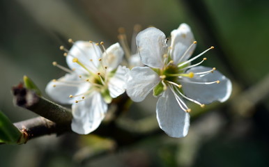Blühender Schlehenzweig
