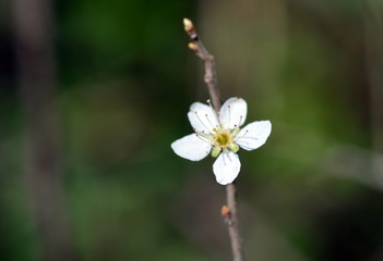 Blühender Schlehenzweig