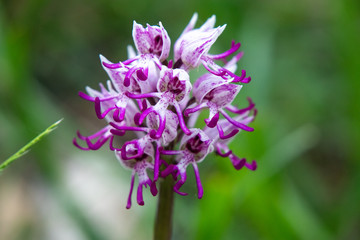 Orchis simia,  monkey orchid, is a very beautiful wild orchid
