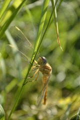 Dragonfly in their natural environment 