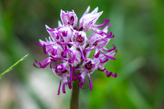 Orchis simia,  monkey orchid, is a very beautiful wild orchid