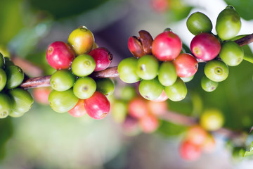 Coffee beans on a branch of tree