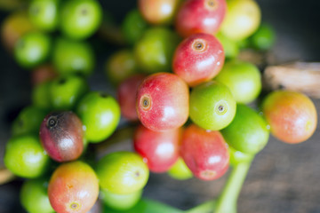 Coffee beans on a branch of tree