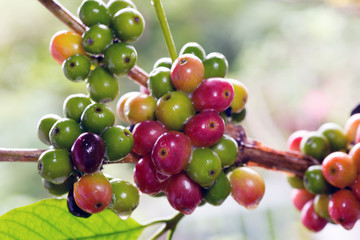 Coffee beans on a branch of tree