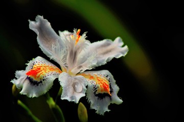 iris japonica