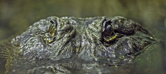 Close-up of alligator. American alligator (Alligator mississippiensis).