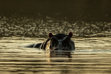 Partly submerged hippopotamus (Hippopotamus amphibius), or hippo, its eyes and ears only above the water in Krueger Park, South Africa, looking toward the camera at sunset, hippo family, Africa