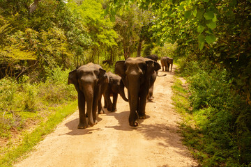 Free wild elephants at the Minneriya National Park, Sri Lanka. Elephant herd walking passing...