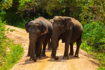 Fototapeta premium Free wild elephants at the Minneriya National Park, Sri Lanka. Elephant herd walking passing unsealed path before they walk back in the bush of the rainforest. Wildlife safari in the natural reserve