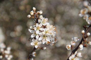 Crataegus common haw thorn tree spring blossom