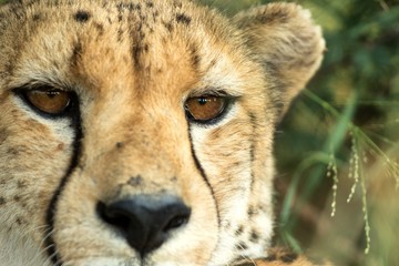 A vertical, colour photo close up portrait of cheetah, Acinonyx jubatus, Greater Kruger Transfrontier Park, South Africa, beautiful predator, big cat looking directly into the camera, safari adventure
