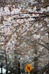 桜の花びら