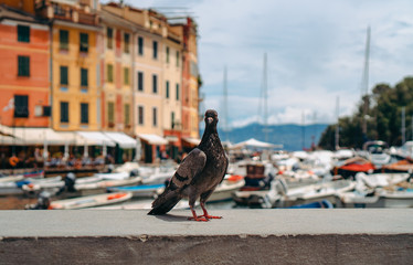 Curious pigeon is looking straight at the camera, on the background of yacht-filled harbor in Portofino, one of the most popular picturesque coastal villages on the Italian Riviera. 