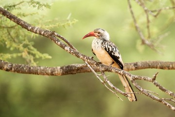 Southern Yellow-billed Hornbill (Tockus leucomelas) Chobe National Park, Botswana, bird with big...