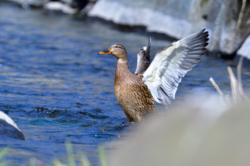 Stockenten Weibchen im Frühjahr