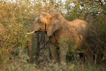 Obraz premium Portrait of a big beautiful elephant feeding on tree, wild animal, safari game drive, Eco travel and tourism, Kruger national park, Botswana, mammal in natural environment,african wildlife