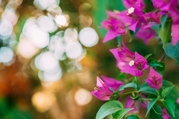 Blooming Pink Flowers Of Bougainvillea In Garden